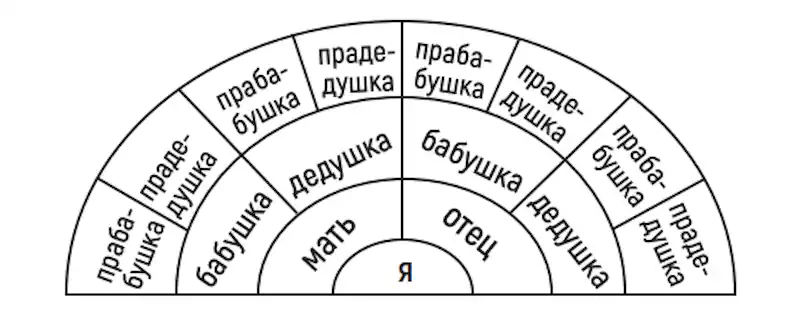 Что такое дерево рода?